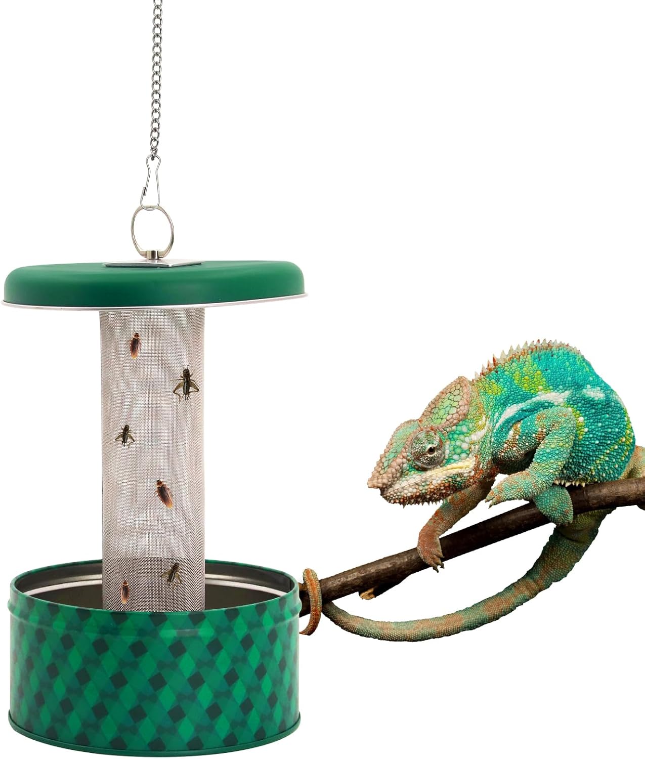 Sakallı Ejderha Besleyici Buka - Water Dish Reptile incelemesi ve fiyatı